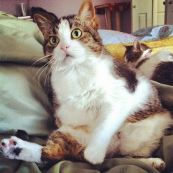 fantasticcatadventures:  Heidi is the most photogenic kitty 