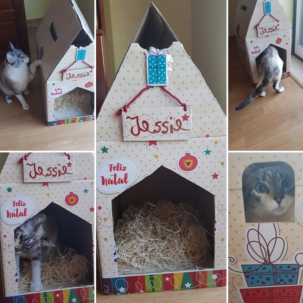 jessie-the-cat:My new little Christmas house 🎄😍🌟 Merry Christmas everyone!