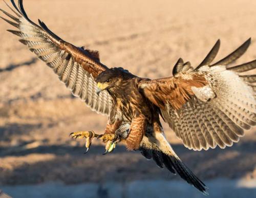 crazycritterlife:Juvenile harris hawk, Riley, learning to hunt in the Arizona desert