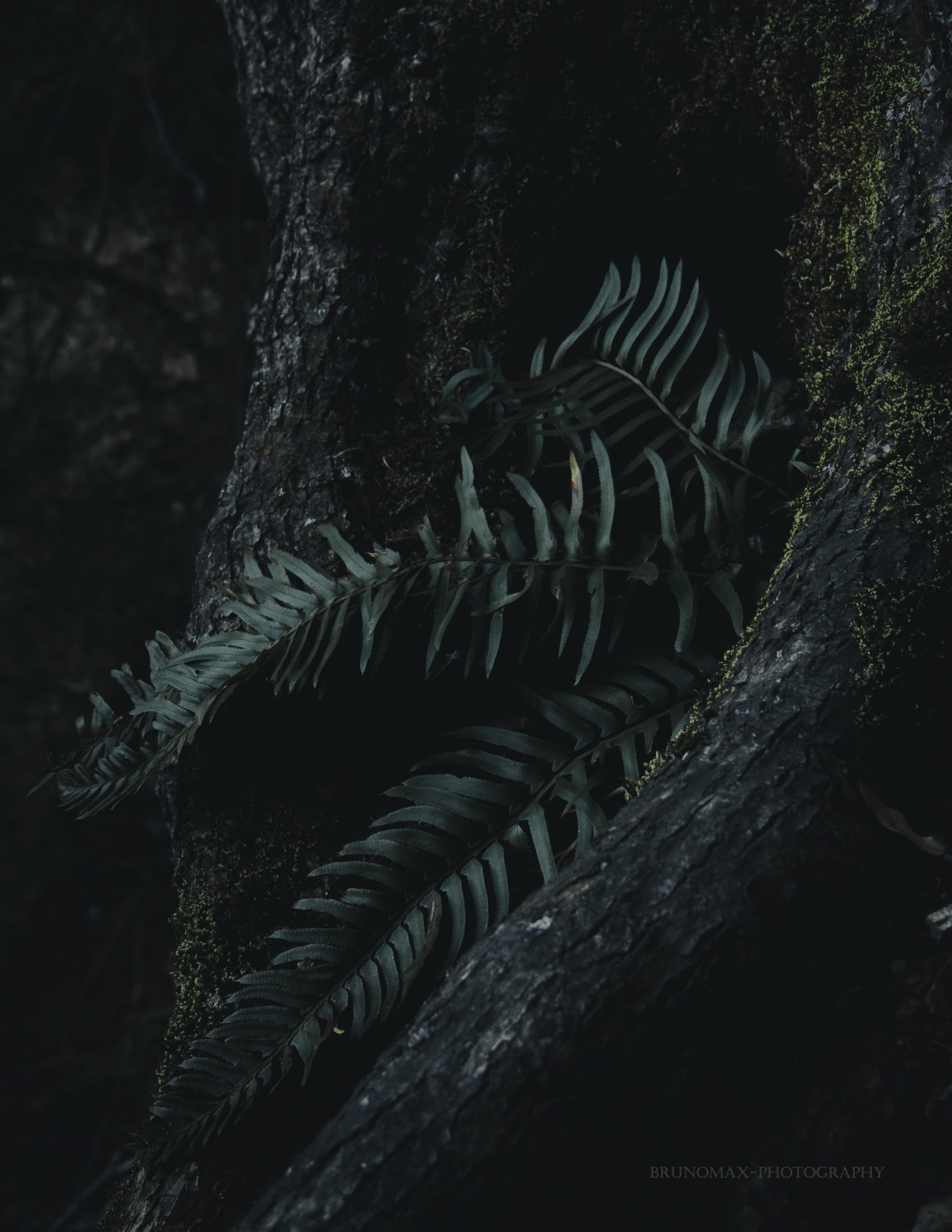 brunomax-photography:    “When we tug at a single thing in nature, we find it attached
