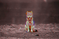 Darionicchi:  Wolf
