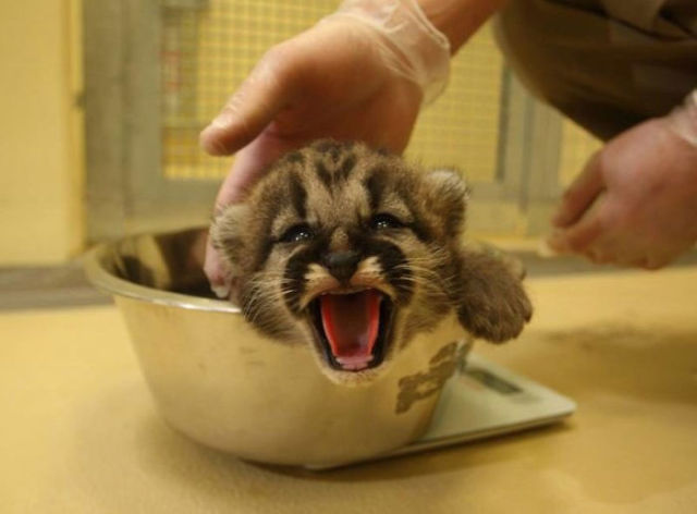 awesome-picz:Animal Care Workers Reveal How They Weigh Their Little Pals In  Cute
