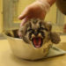 awesome-picz:Animal Care Workers Reveal How They Weigh Their Little Pals In  Cute