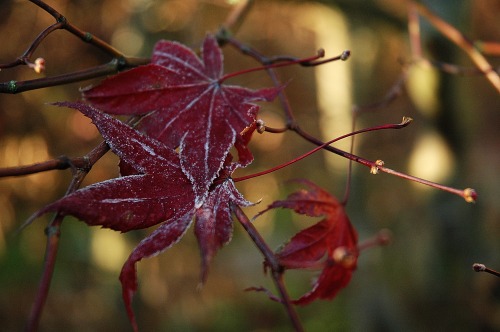 nature photoset