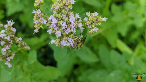 Silky-Striped Sweat Bee - Agapostemon sericeusAs promised on Tuesday when the Bicolored Sweat Bee wa