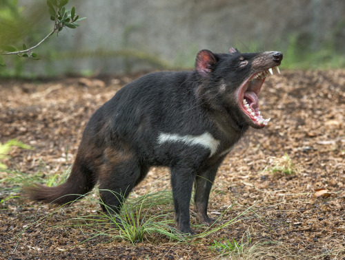 sdzsafaripark:  9 Scary Animals You Shouldn’t Be Afraid Of Read more… 