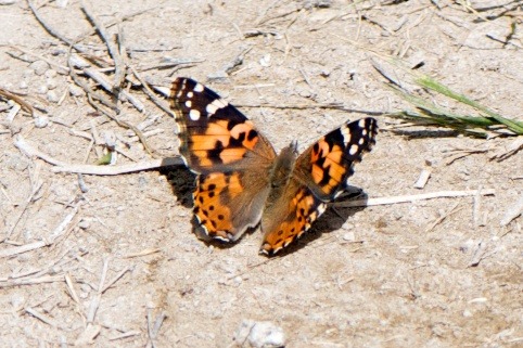 rjzimmerman:  Today’s hike with camera was the Big Morongo Canyon Preserve, Morongo