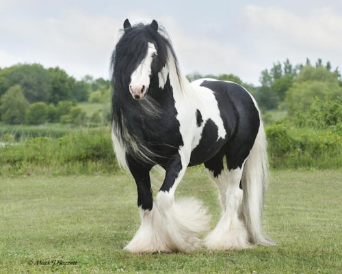 sixpenceee:The Tinker Horse  also known as Gypsy Vanner Horse in the US & UK is a type of horse breed. They are known for their feathered neck and hooves. This horse is known for being intelligent, docile, athletic, and having excellent endurance.