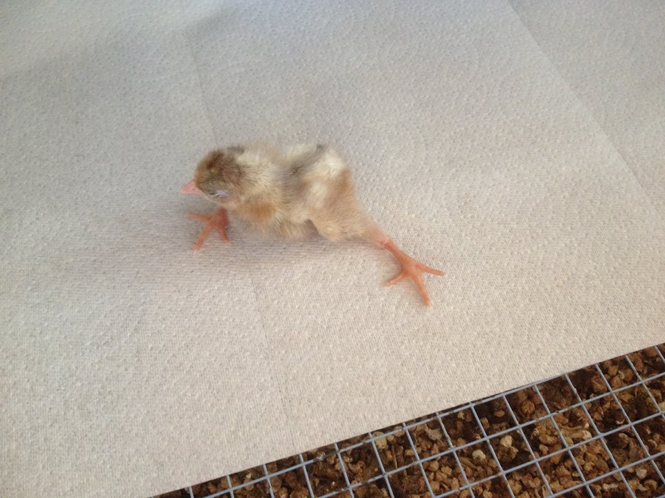 thiccthompson:  eikvelniop:  coolthingoftheday:     “This chick hatched a day early