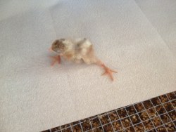 coolthingoftheday:    “This chick hatched a day early and had splayed legs. I made an artificial egg and put it in the brooder (not incubator) for another 24 hours, and the legs are normal now.”– Kadjain Troi(Source)