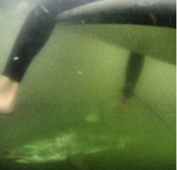 pbbbbbbbbbbbbtt:  unexplained-events:  Guy finds this picture on his GoPro after surfing  shark in the water. easily explained  
