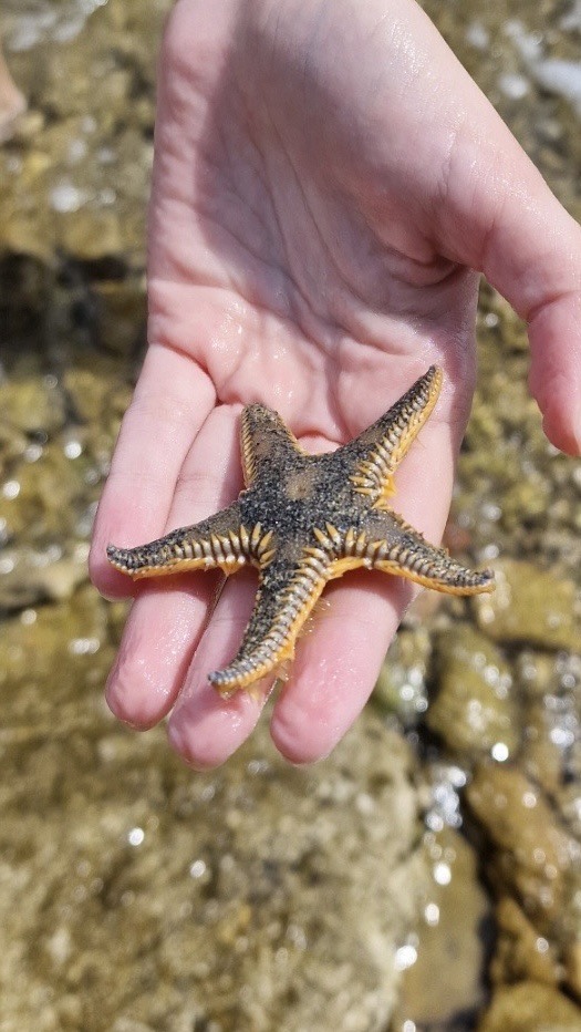 Found This Cool Starfish Yesterday