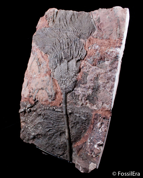 fossilera:Just got in a new shipment of Scyphocrinites elegans crinoid plates from Morocco. &nb