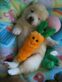 daddys-cute-cupcake:  pr1nceshawn:  Sleeping is always better when you have someone to cuddle with…  OMG too much cuteness. 