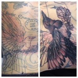 lauren-houlihan:  All we managed today. #magpie #fitizzy #magpietattoo #tattoo #tattoodesign #backpiece #collage #blackandgrey 