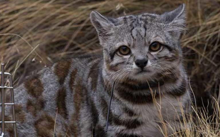 daughter-of-the-red-land:  chinon: bunjywunjy:  crystallinecrow:  slusheeduck:  im-fairly-whitty:  fizzy-dog:  i love cats you have long cat (serval) ear cat (sand cat) small evil cat (black footed cat) spherical cat (pallas cat) cat who probably watches