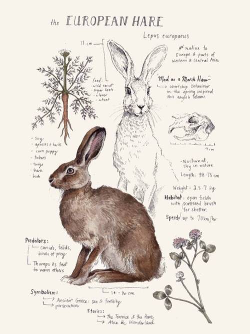 snootyfoxfashion:Natural Study Art Prints by RivuletPaperShopx / x / x / x