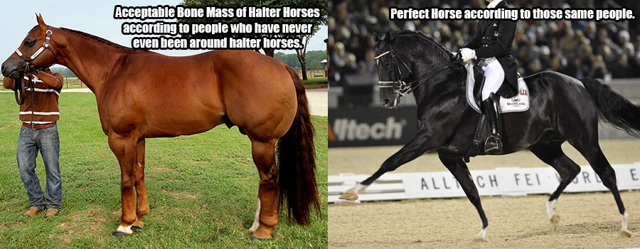 labradorcrew:  theclassicalhorse:  little-stag:  muscle-horse-appreciation:  …