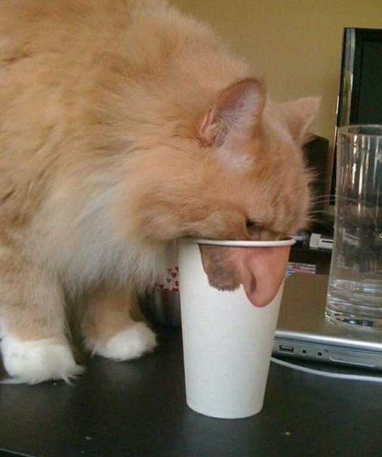tumblr_o5w6o70Stm1qzd9ino1_540.jpg