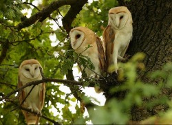 celtic-forest-faerie:  {Barn Owls in The Oak} by {Mike Rae}  owlbebach