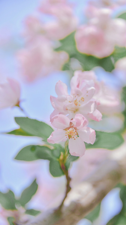 fuckyeahchinesegarden:chinese crab apple flowers (haitang海棠) by 砚冰-Yanbing