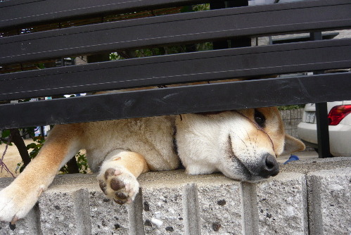 rnuji:  sasaq:  (via 柴犬くるみのおきらクーな暮らし)     This dog