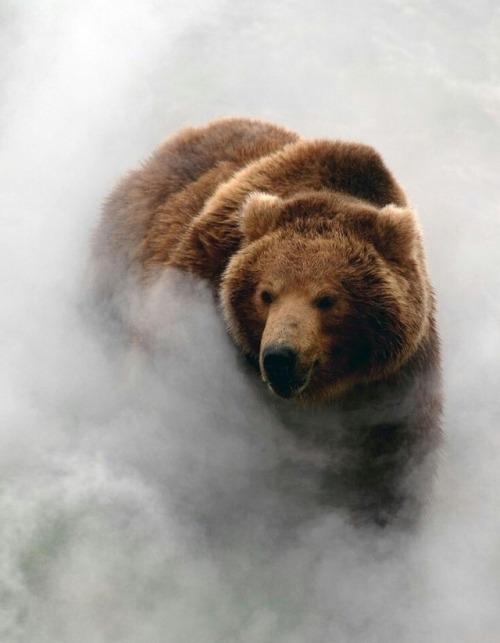 the-thirsty-bear:  Rockstar Bear 