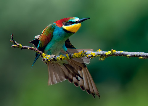 European Bee-eater (Merops apiaster) &gt;&gt;by Leonardo Fava