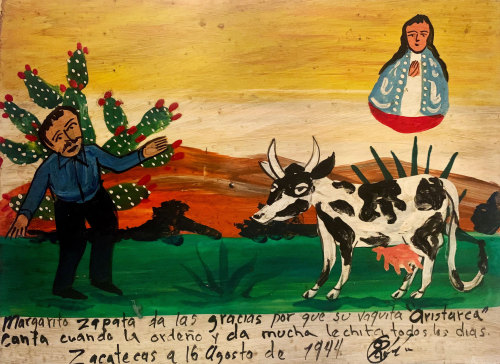 Margarito Zapata gives thanks because his cow Aristarca sings. when he milks her, and gives a lot of