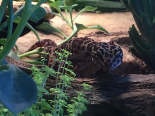 bufovivarium:eclectic-k:One photogenic boi.Kharjo, actually out of his cave.