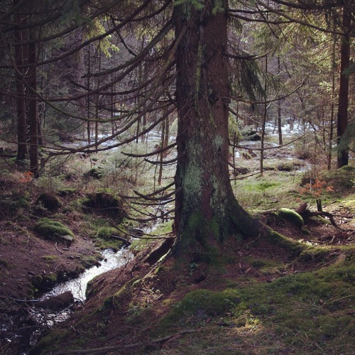 noirerora: Old woods by noirerora