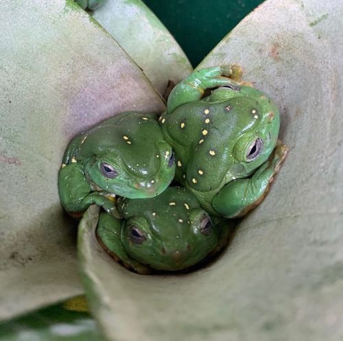 theworldismyoysterandiamthepearl:  “Caring for these cozy, croaking and magnificent tree frogs is wh