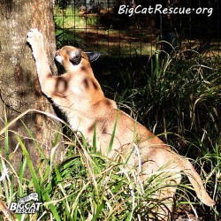 bigcatrescue:  Caracal Do-It-Yourself Manacurewww.BigCatRescue.org