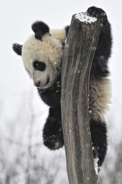 earth-song:    Snow Climbing Giant Panda   by Josef Gelernter   