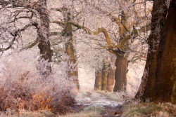 silvaris:Winter by Mist73  