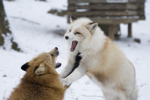 cumaeansibyl: kawaii-animals-only: A must visit! Cuteness overload freely roaming foxes at Zao Fox V