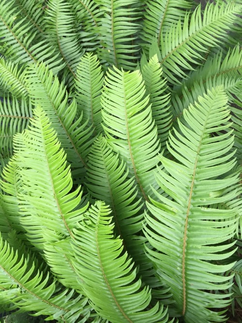 mouzeron:  ferns are amazing 