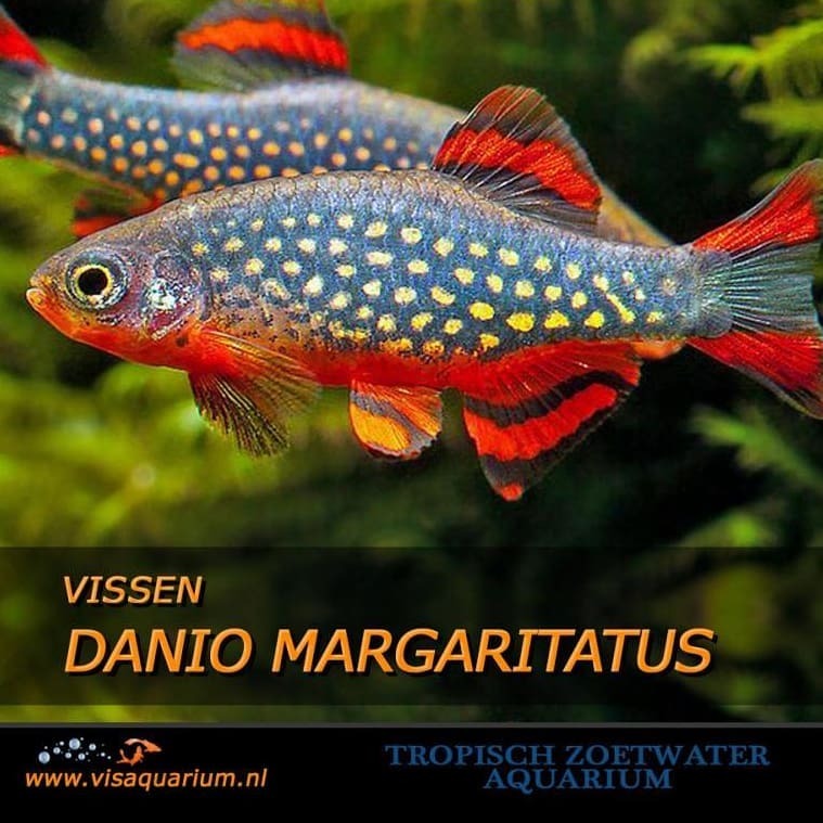 Danio margaritatus
#aquarium #fish
https://www.instagram.com/p/B83cEflpK7z/?igshid=1h96ilydm1vh3