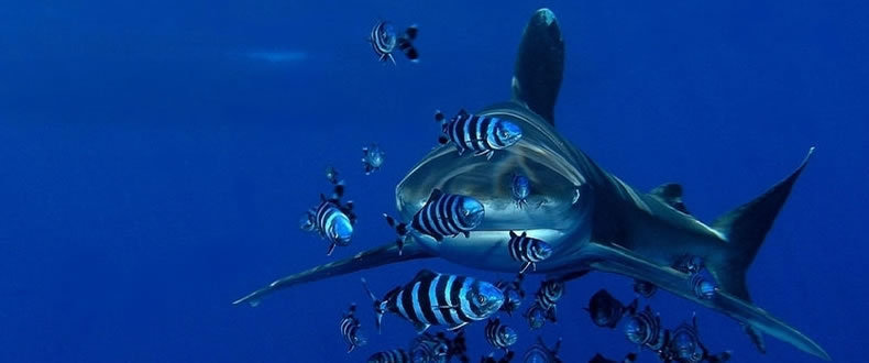sharmelsheikh-egypt:Marsa Alam was just a small fishing village on the west coast