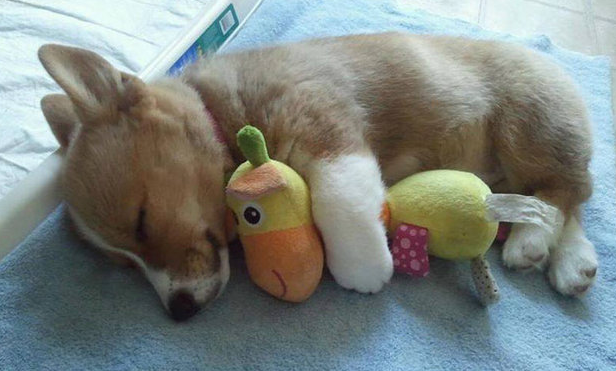 bebesIn case you’re having a bad day…here are some puppies sleeping with stuffed