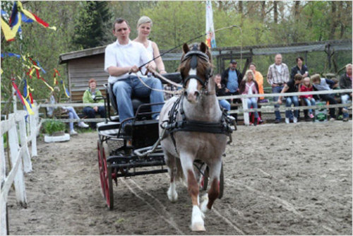 Leybuchts BrandinoH.S. Brandy x Cuppers MerleWelsh Pony Section A, Stallion11.3hhBorn 2003