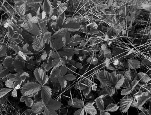 ozu-teapot:  Smultronstället (Wild Strawberries) | Ingmar Bergman | 1957 Victor Sjöström, Bibi Ander