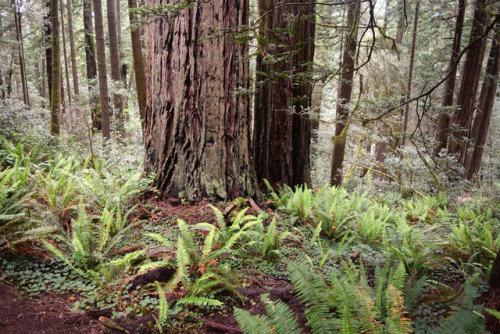 Redwood National Park, California by Randy Gardner
