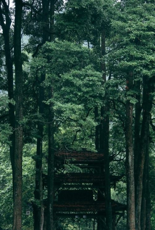 fuckyeahchinesegarden: 青城山 Qingcheng Mountain in Sichuan province