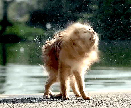 i-justreally-like-cats-okay:  x 