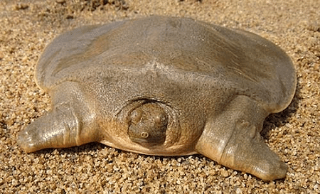 cantors giant softshell turtle