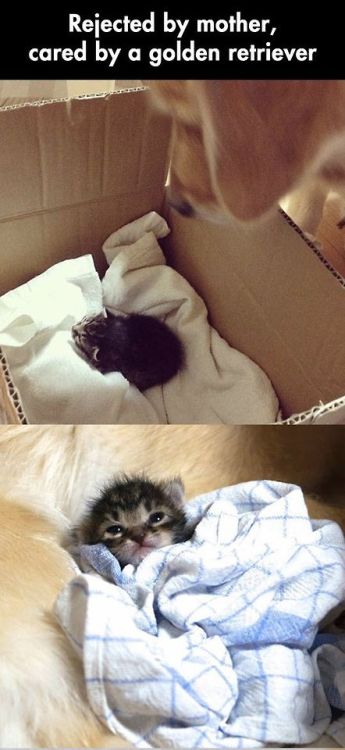 yourpersonalnurse:  psyfucks:  comfortspringstation:  Kitten rejected by mother and raised by golden retriever  I’m so happy for this little kitty  begmetocome This made me think of you lol ;)  yourpersonalnurse this so so cute ! look at him how finally