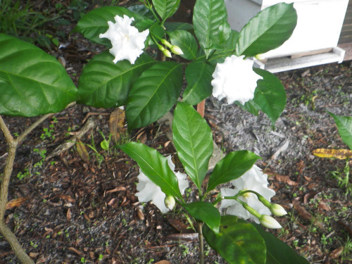 tropicalhomestead:Cape Jasmine 6.11.2016I started this bush from a hardwood cutting. I planted it ne