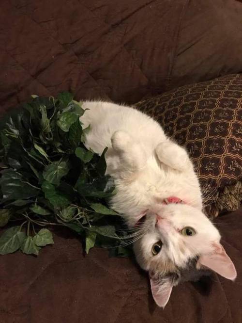 kittydevorerescue:Kissa is helping her foster Mama make some diy bouquets for her upcoming wedding! 