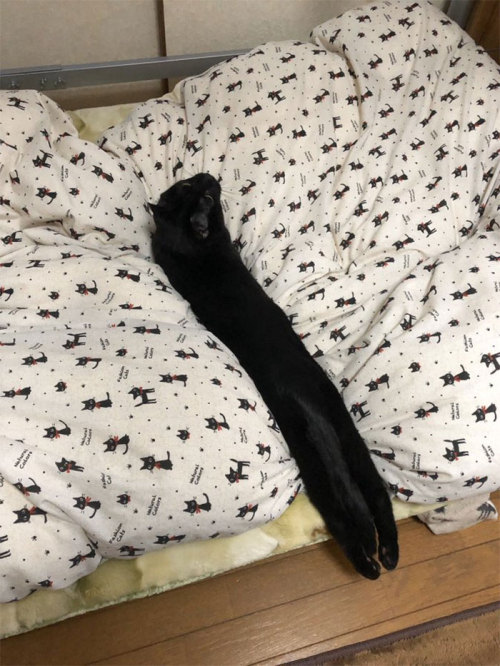 awesome-picz:People Are Sharing Pics Of Their Long Cats That Seem To Stretch ‘Til Infinity.